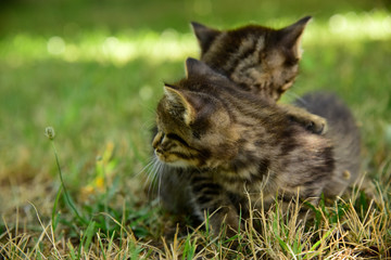 Two cute little grey kitten with blue eyes