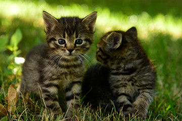 Naklejka na ściany i meble Two cute little grey kitten with blue eyes