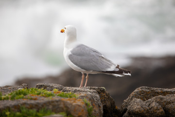 Obraz premium Oiseau Goéland