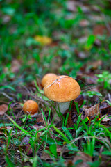 two mushrooms with orange cap Leccinum or Boletus grow in the autumn forest