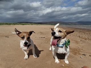 Two Jack Russells on Beach