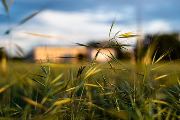 The farm behind the grass