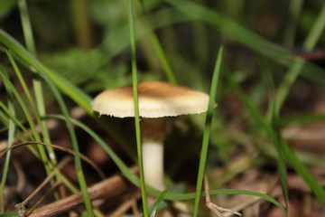 Mushroom