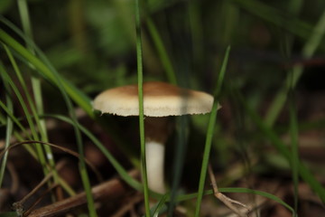 Mushroom