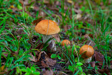 two mushrooms with orange cap Leccinum or Boletus grow in the autumn forest