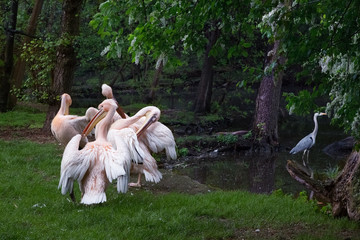 Group of pelicans. Pink Pelicans on green grass clean their feathers. Grey heron in lake, forest as background.
