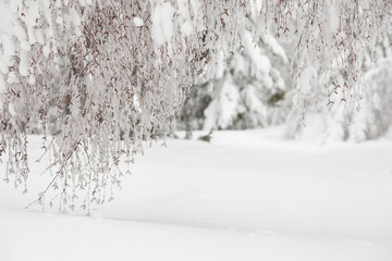 Fototapeta na wymiar magic winter landscape