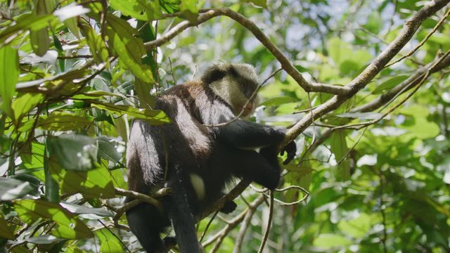 Low angle view of monkey sitting in tree swaying on branch / Grand Etang National Park, Grenada