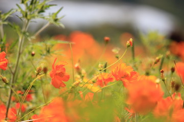 Beautiful orange flower in the flower park