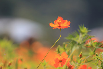 Beautiful orange flower in the flower park