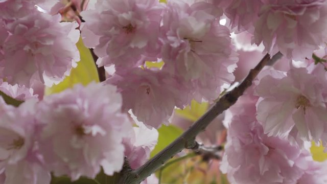 Large cherry blossoms in the cherry orchard