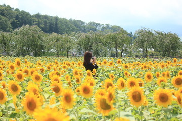 Beautiful sunflowers with a woman  has long hair