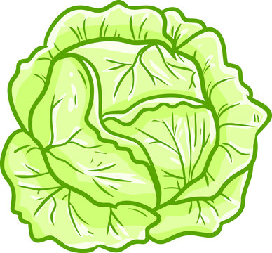 Funy and cute light green cabbage ready to be used in your cooking recipe