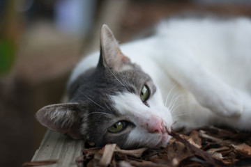 cat sleepy