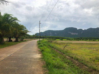 Fototapeta na wymiar local road and rice field at Phatthalung, Thailand