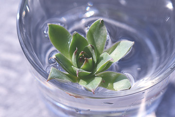 Common houseleek - Latin name - Sempervivum tectorum