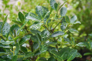 露に濡れた植物