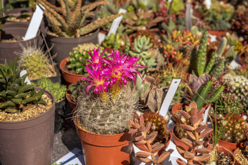 Many small beautiful cacti are available for sale on a table. Concept: plants or solids