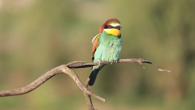 European bee-eater - Merops apiaster - on a branch in the morning