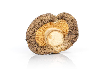 One whole raw dry mushroom shiitake isolated on white background