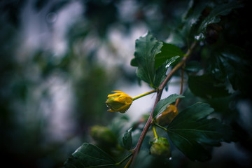 Hibiscus and green leaves, raindrops close up