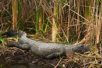 Harmonious wild crocodile in the thickets of reeds in natural habitat. Florida. USA.