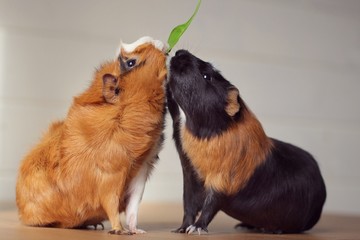 two guinea pigs eating a leaf
