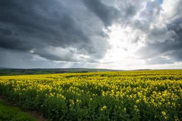 Canola Fields Under Stormy Sky