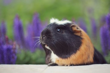 guinea pig outside