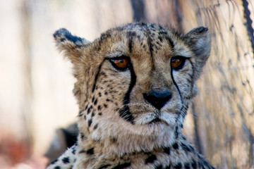 Cheetah, close-up, alerted in the African savannah