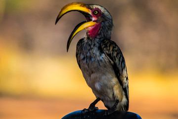 Colorful Southeren yellow-billed hornbill (Tockus leucomelas)with open beak on orange background