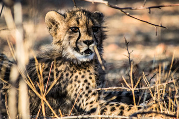Young and juvenile cheetah lying in the dry grass of the African savannah