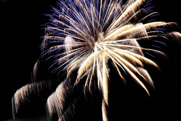Firework flower in front of black background