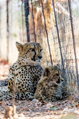 Mother cheetah with kitten, lying on the ground, behind a fence