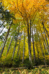 Scenic view of trees at mountainside during autumn