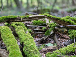 Detailaufnahme Moos im Wald