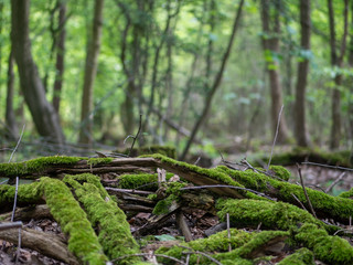 Fototapeta premium Detailaufnahme Moos im Wald