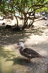 Close up of brown duck standing 