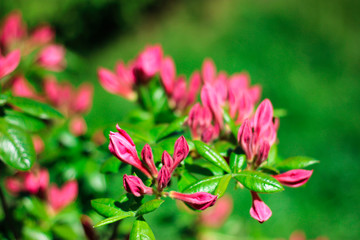 Macro image of spring beautiful flowers, abstract soft floral background. Pink spring flowers on green background.