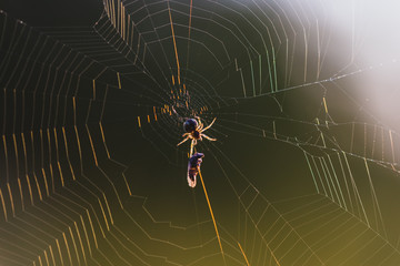 Spider on the web caught prey