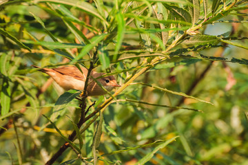The bird sits on a twig and looks