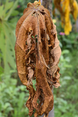 The dried papaya leaves
