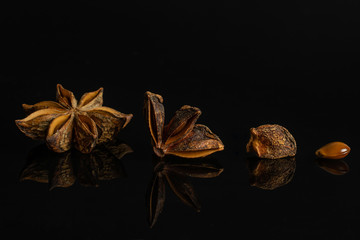 Group of one whole one quarter two pieces of dry brown star anise illicium verum isolated on black glass