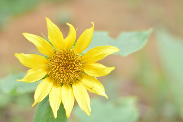Sunflower blooming bright yellow