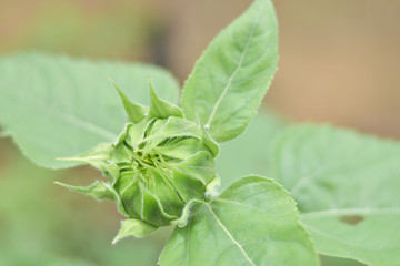 Sunflower that has not bloomed