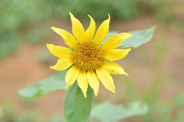 Sunflower blooming bright yellow