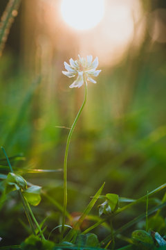 A Lone Flower Clover At Sunset