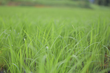 Shoots in rice fields