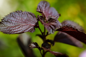 dark huge leaves in the forest