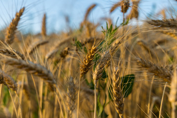 wheat in sunset in Slovenian country side in summer
